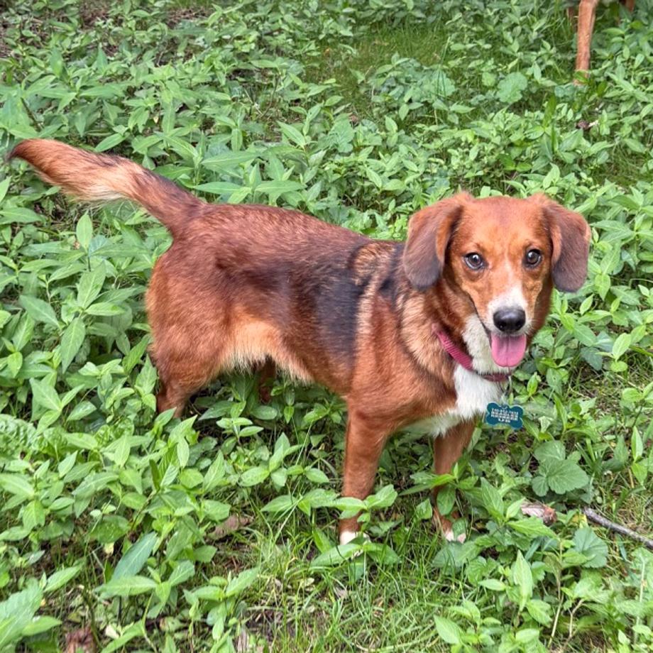 Enlarge Amadi Belmont, a Adoptable mixed breed in London, OH image 6/6