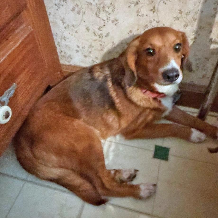 Enlarge Amadi Belmont, a Adoptable mixed breed in London, OH image 5/6