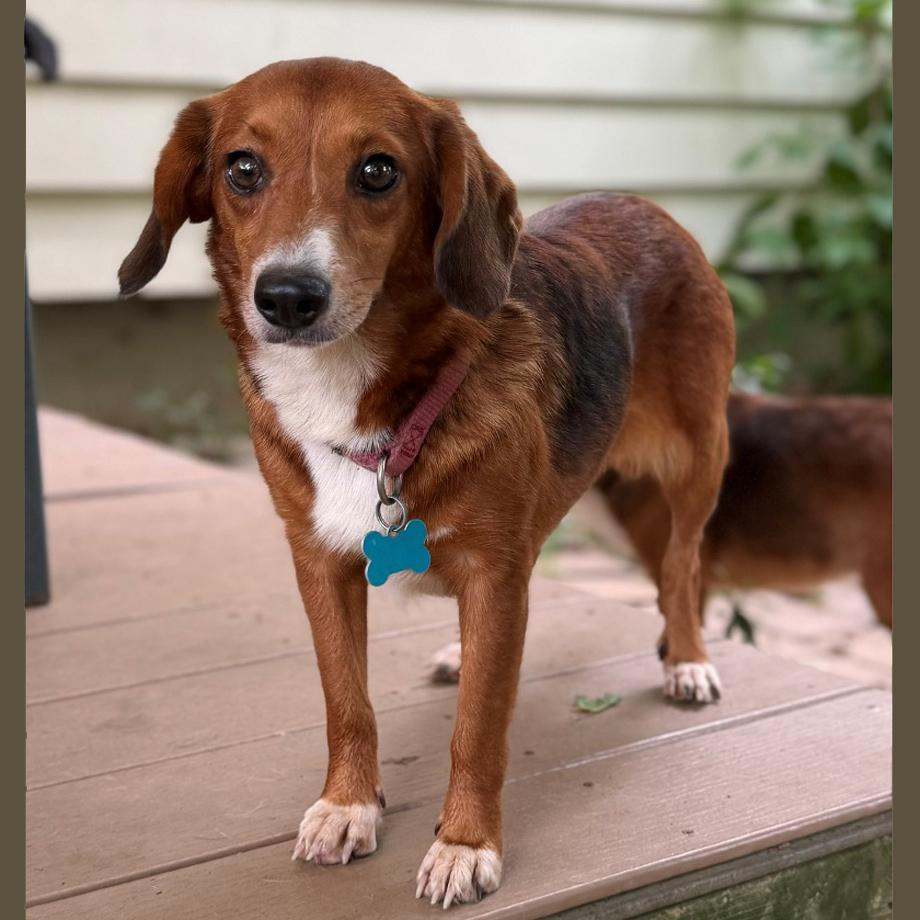 Enlarge Amadi Belmont, a Adoptable mixed breed in London, OH image 3/6