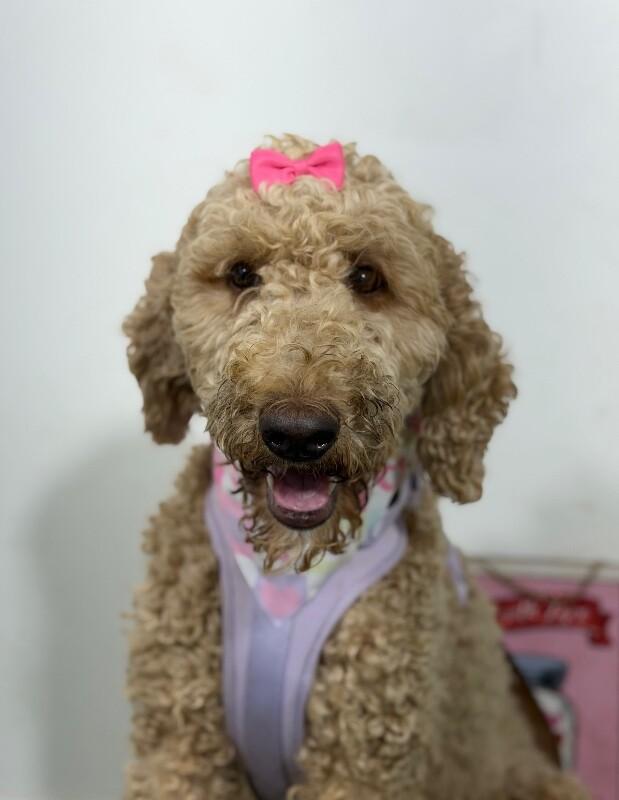 Bo Peep-One of our Amazing Rescue Dogs, Adoptable, Young Female Goldendoodle & Labradoodle.