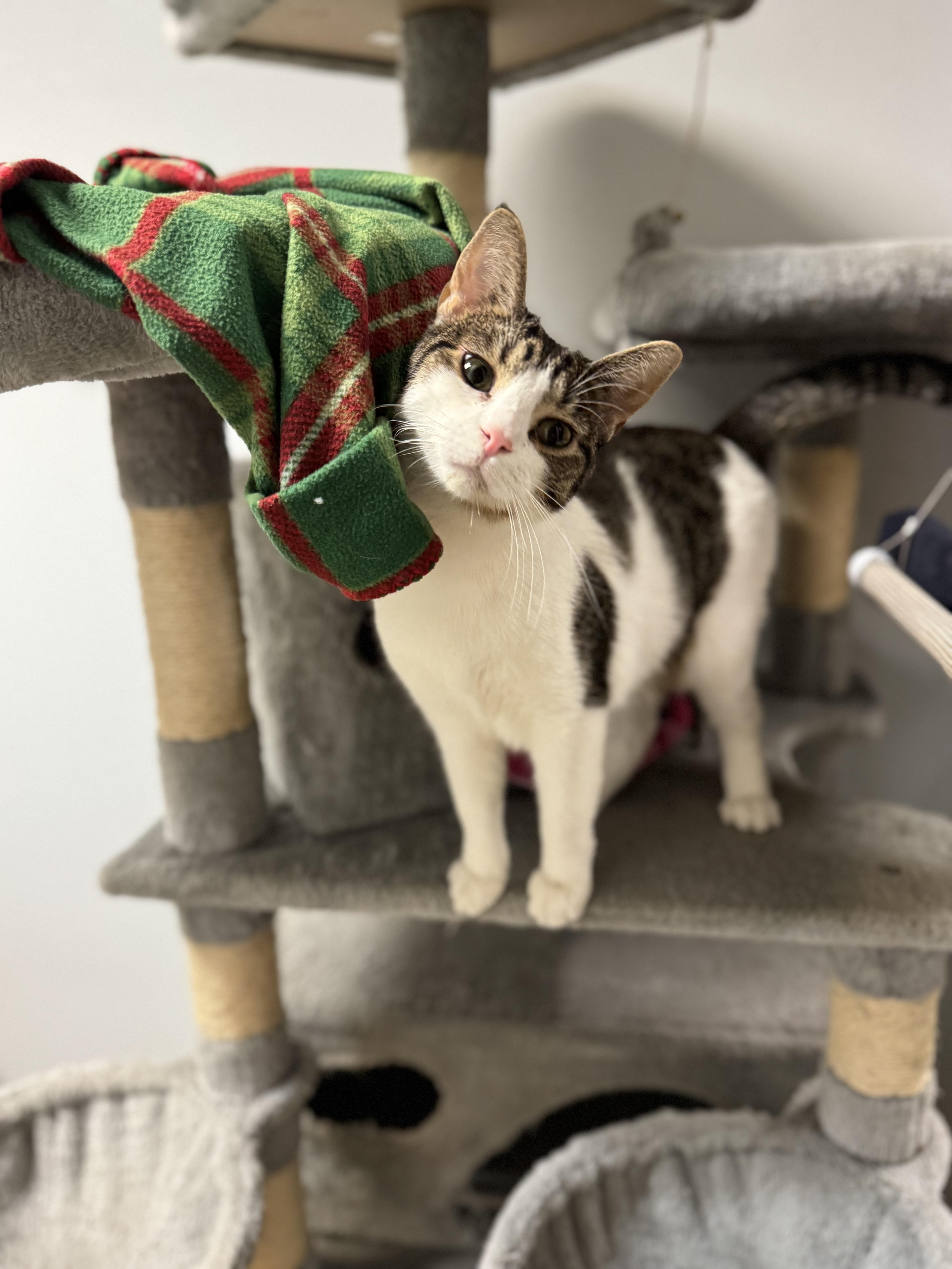 Biscotti, Adoptable, Adult Female Domestic Short Hair.