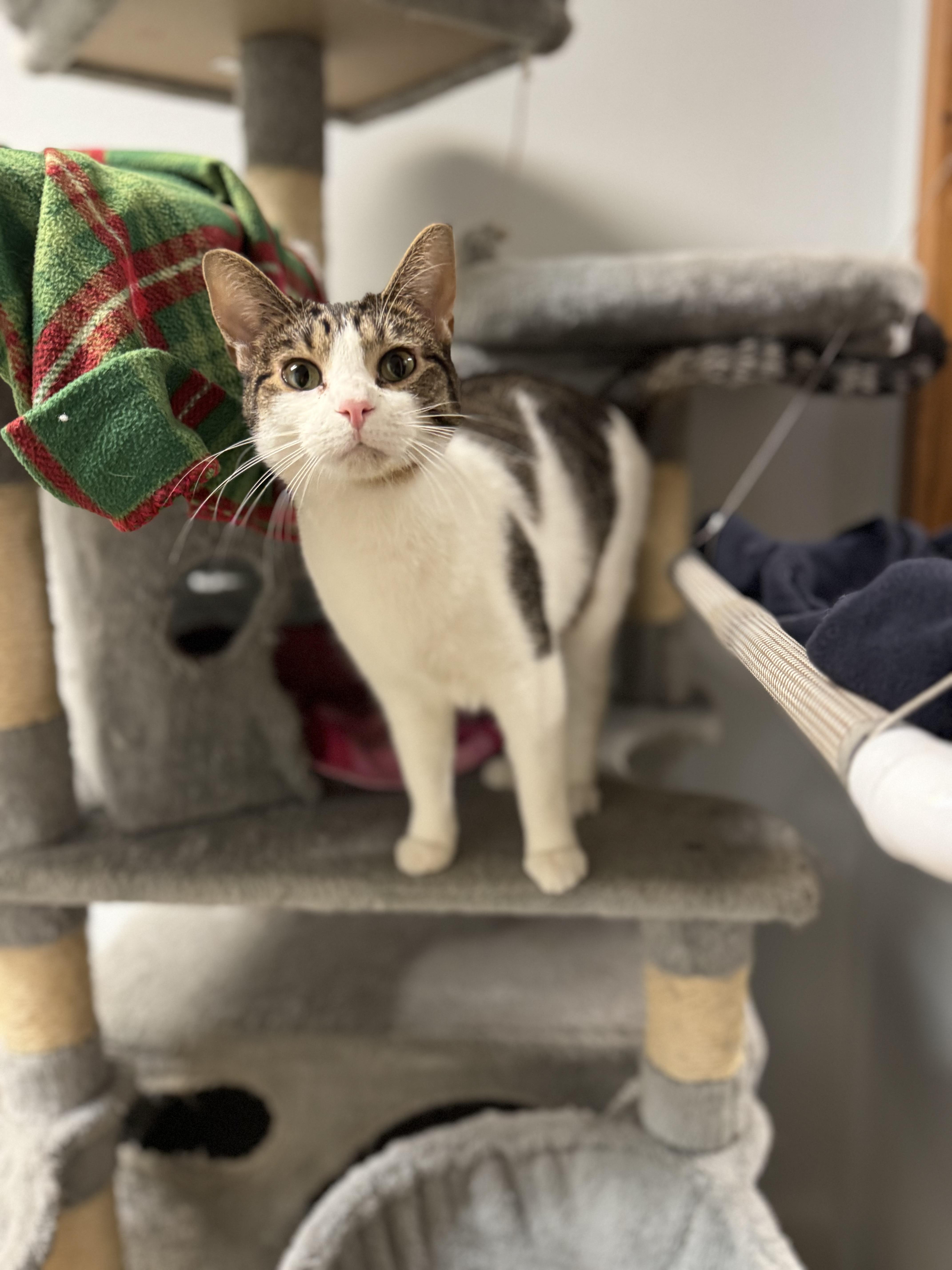 Biscotti, a Adoptable Domestic Short Hair in Dodgeville, WI image 2/3