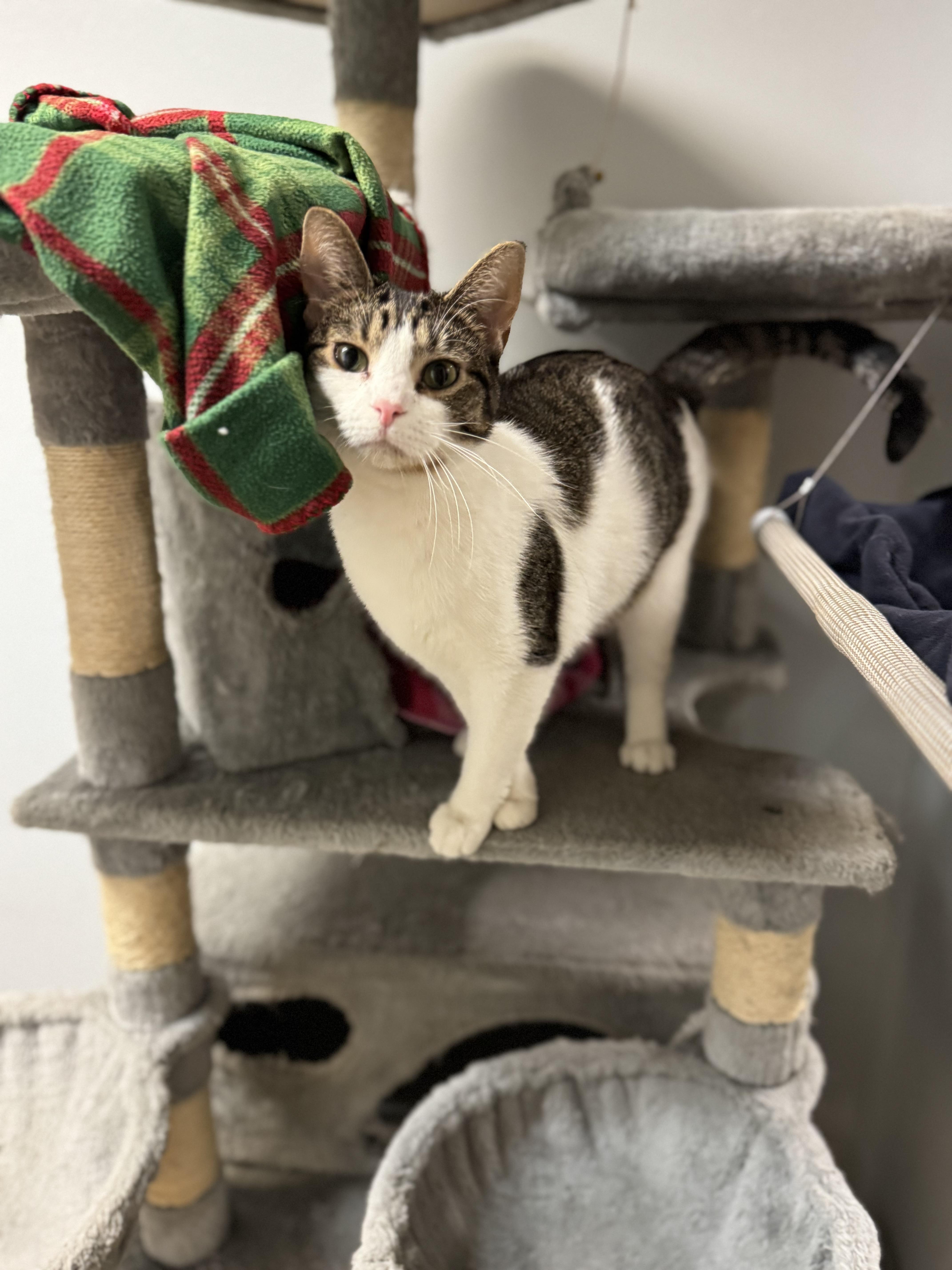 Biscotti, a Adoptable Domestic Short Hair in Dodgeville, WI image 3/3