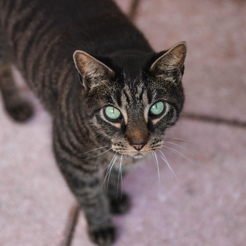 Huck, Adoptable, Adult Male Domestic Short Hair.
