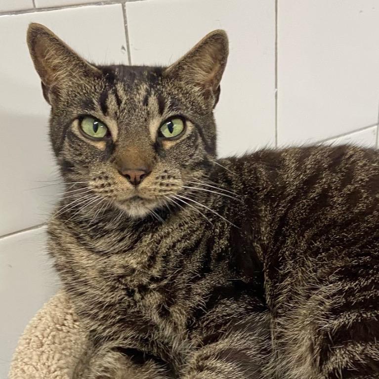 Enlarge Huck, a Adoptable Domestic Short Hair in Fort Lauderdale, FL image 2/6