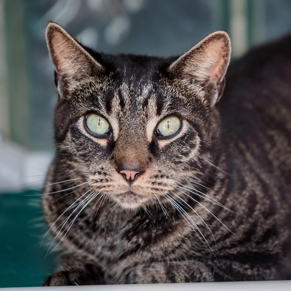 Enlarge Huck, a Adoptable Domestic Short Hair in Fort Lauderdale, FL image 3/6