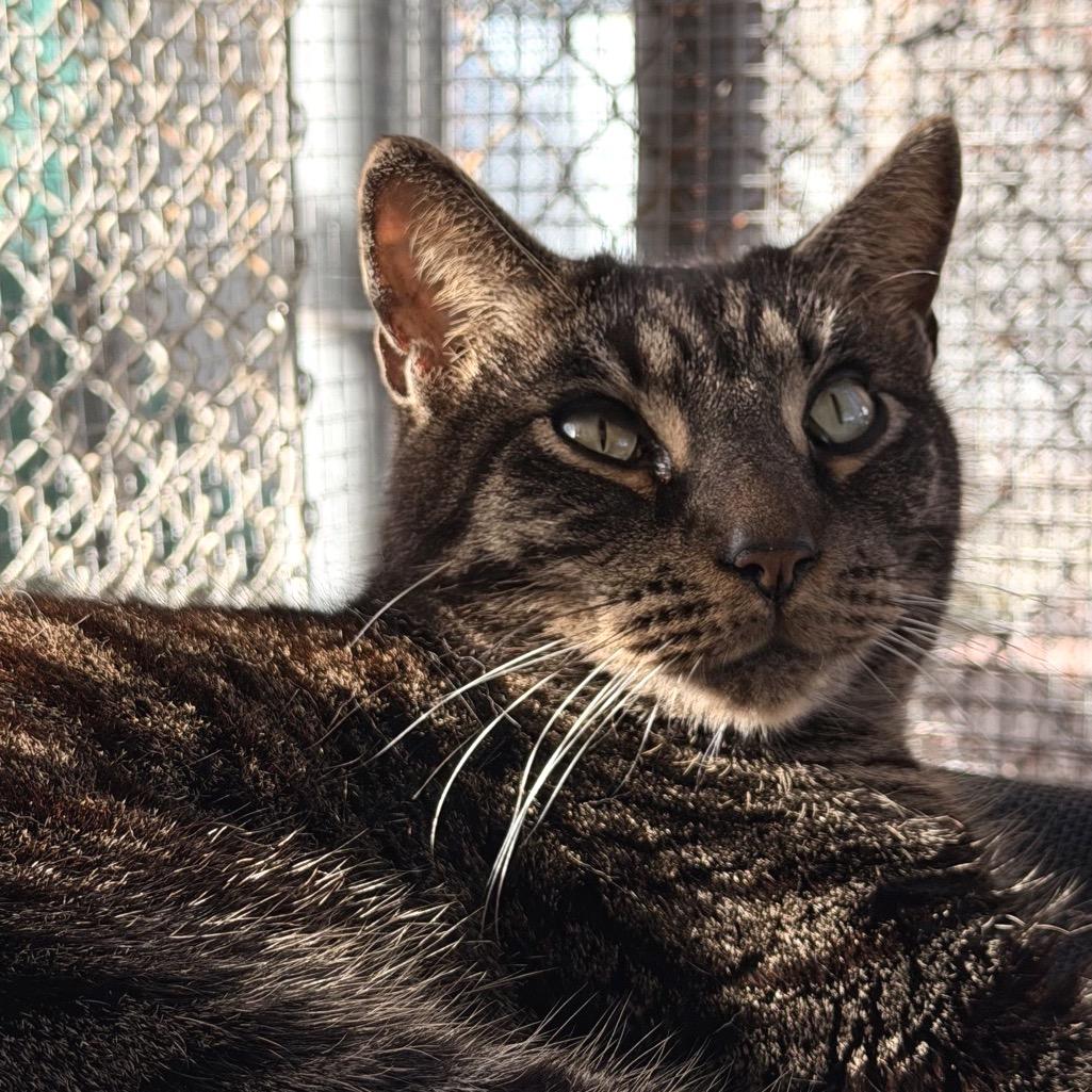 Enlarge Huck, a Adoptable Domestic Short Hair in Fort Lauderdale, FL image 4/6