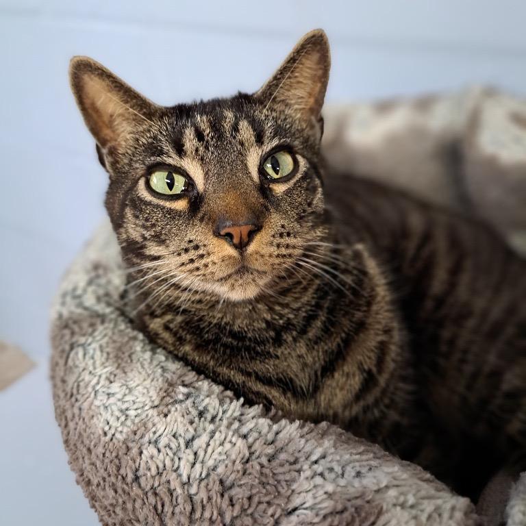 Enlarge Huck, a Adoptable Domestic Short Hair in Fort Lauderdale, FL image 5/6