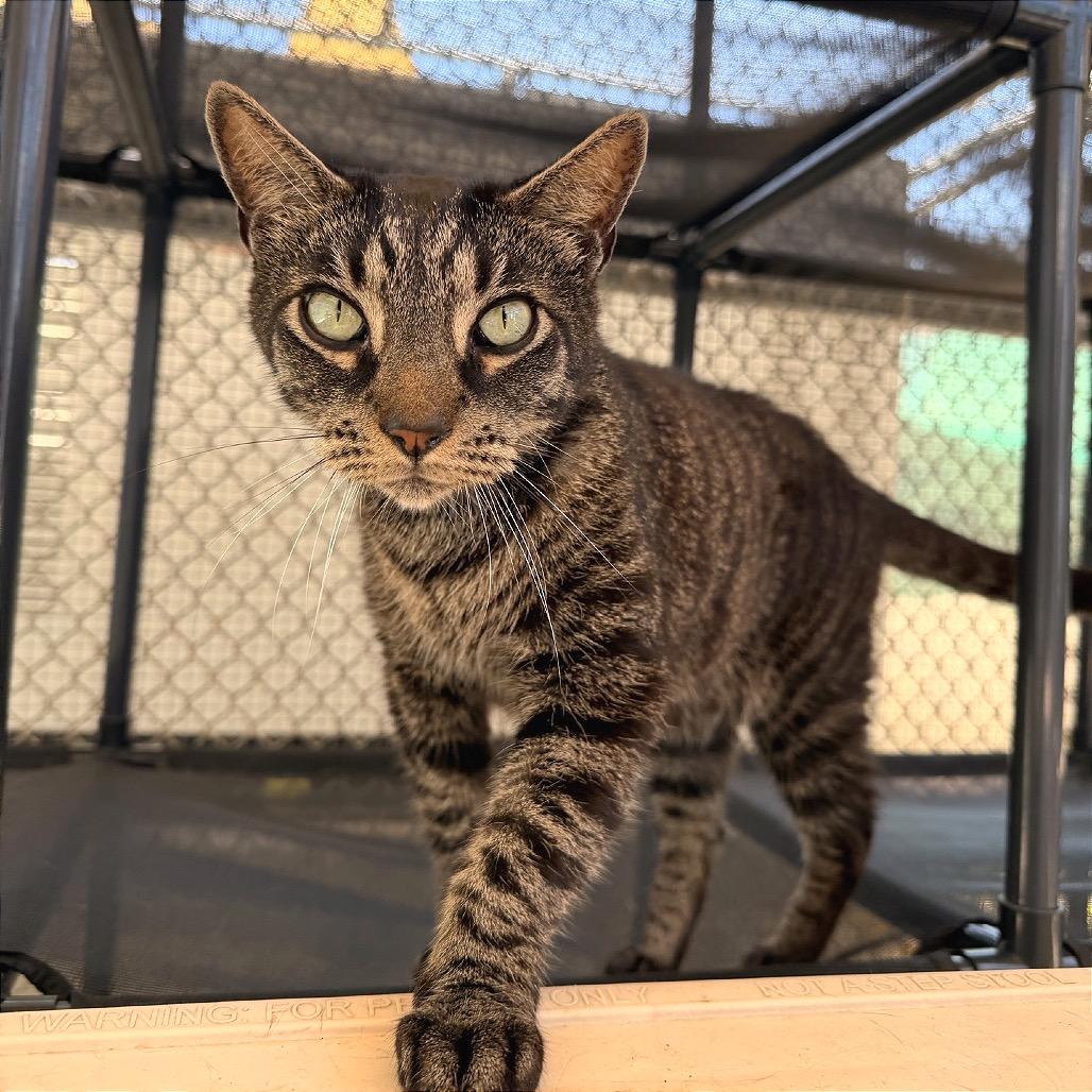 Huck, a Adoptable Domestic Short Hair in Fort Lauderdale, FL image 5/6