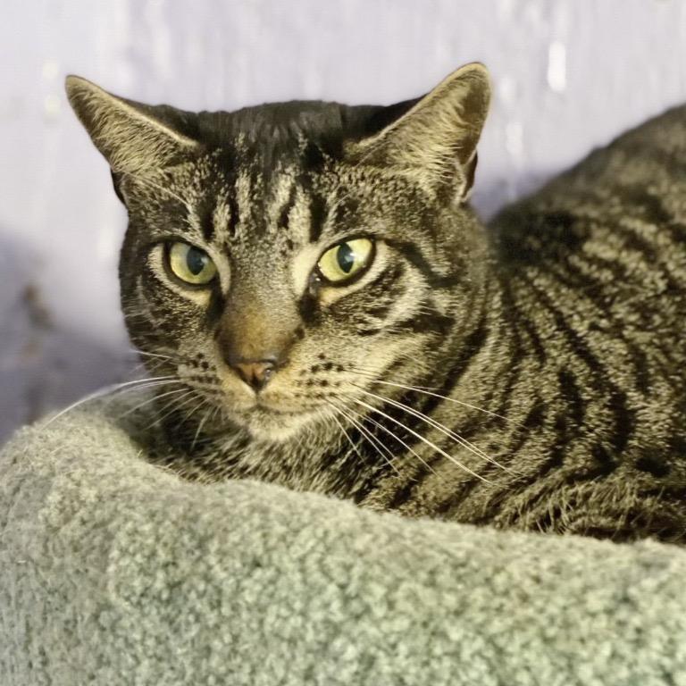 Enlarge Huck, a Adoptable Domestic Short Hair in Fort Lauderdale, FL image 6/6