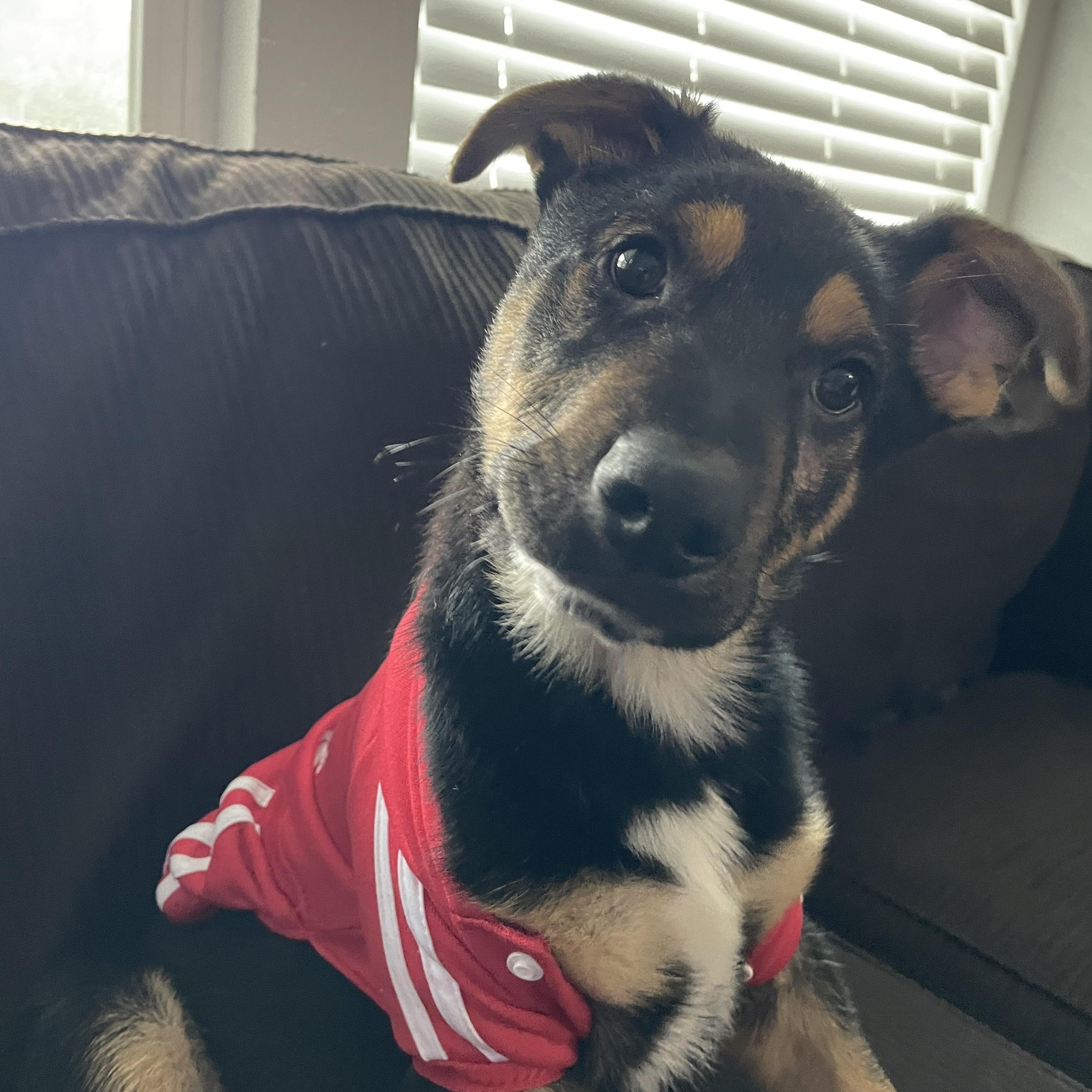 Urgent! Max - Shepherd - Heeler, a Adoptable mixed breed in Willits , CA image 1/5