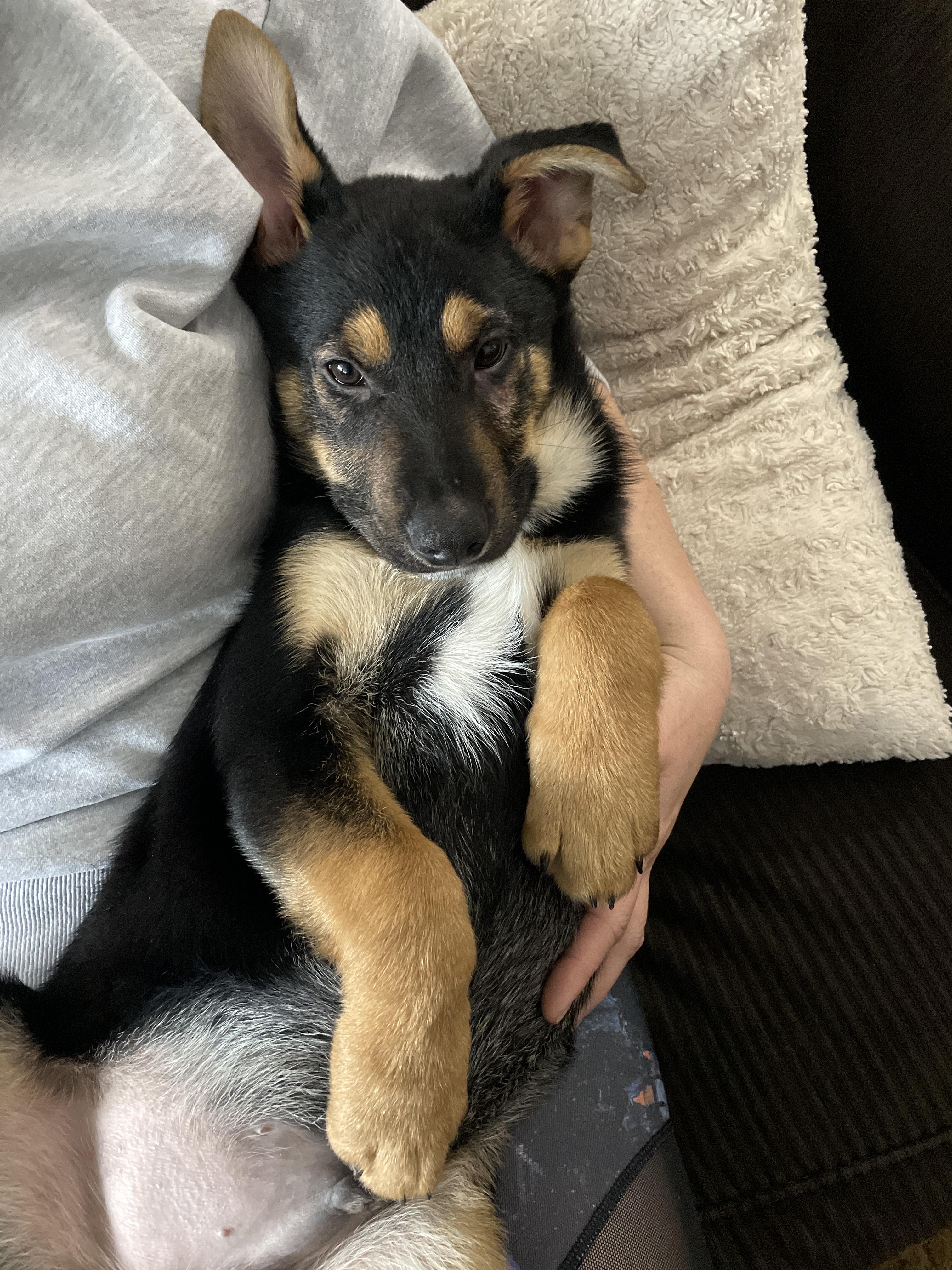 Urgent! Max - Shepherd - Heeler, a Adoptable mixed breed in Willits , CA image 2/5