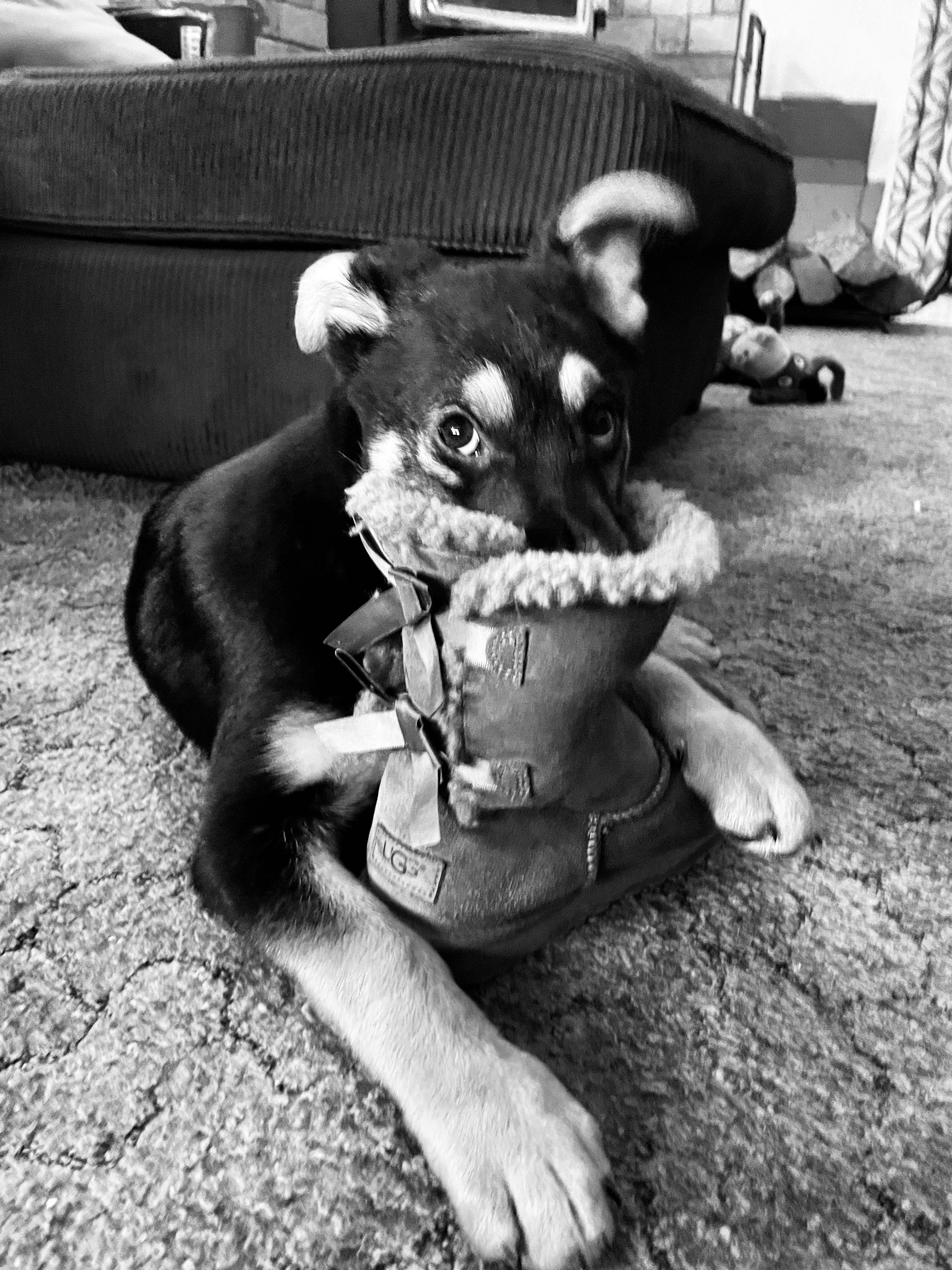 Urgent! Max - Shepherd - Heeler, a Adoptable mixed breed in Willits , CA image 3/5