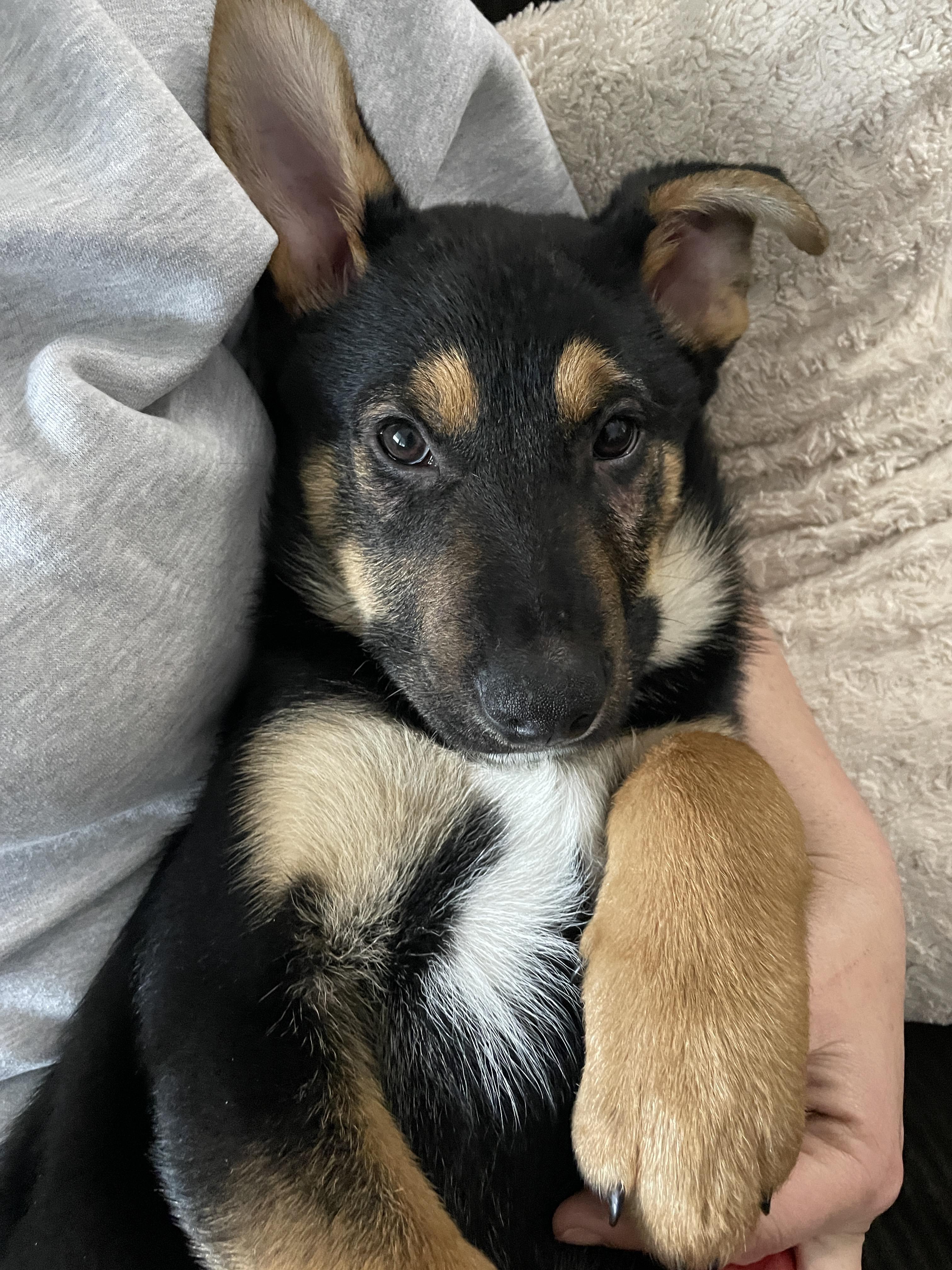 Urgent! Max - Shepherd - Heeler, a Adoptable mixed breed in Willits , CA image 5/5