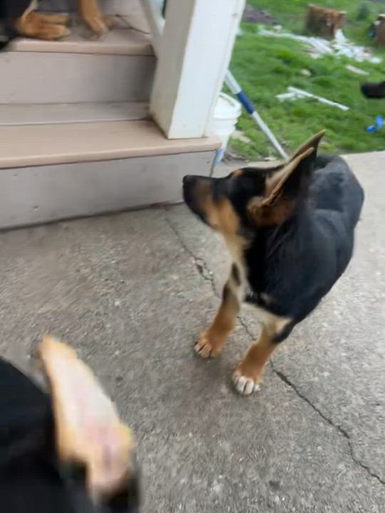 Enlarge Urgent! Max - Shepherd - Heeler, a Adoptable mixed breed in Willits , CA video 4/5