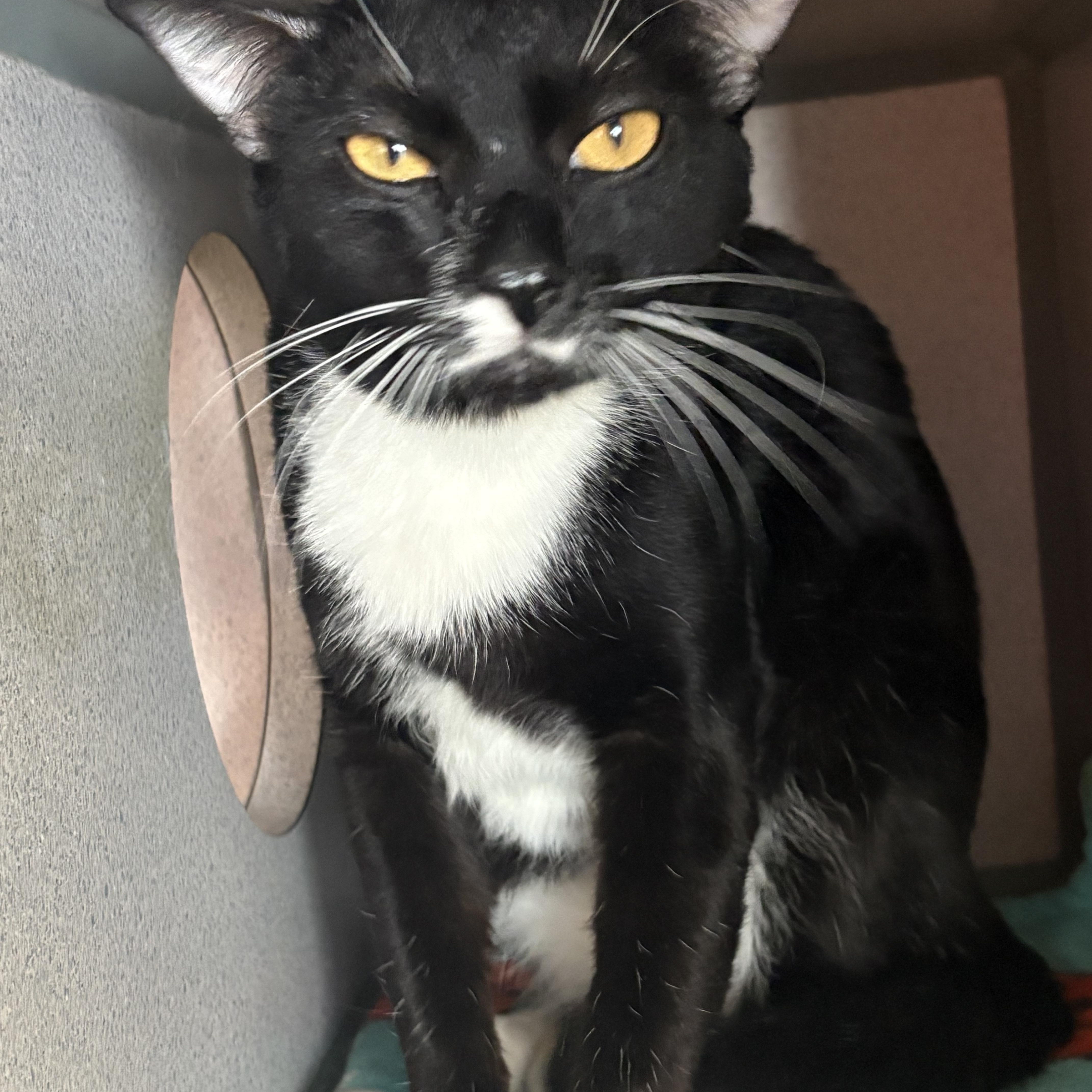 Mickey & Oliver, an adopted Domestic Short Hair in Grass Valley, CA image 2/3