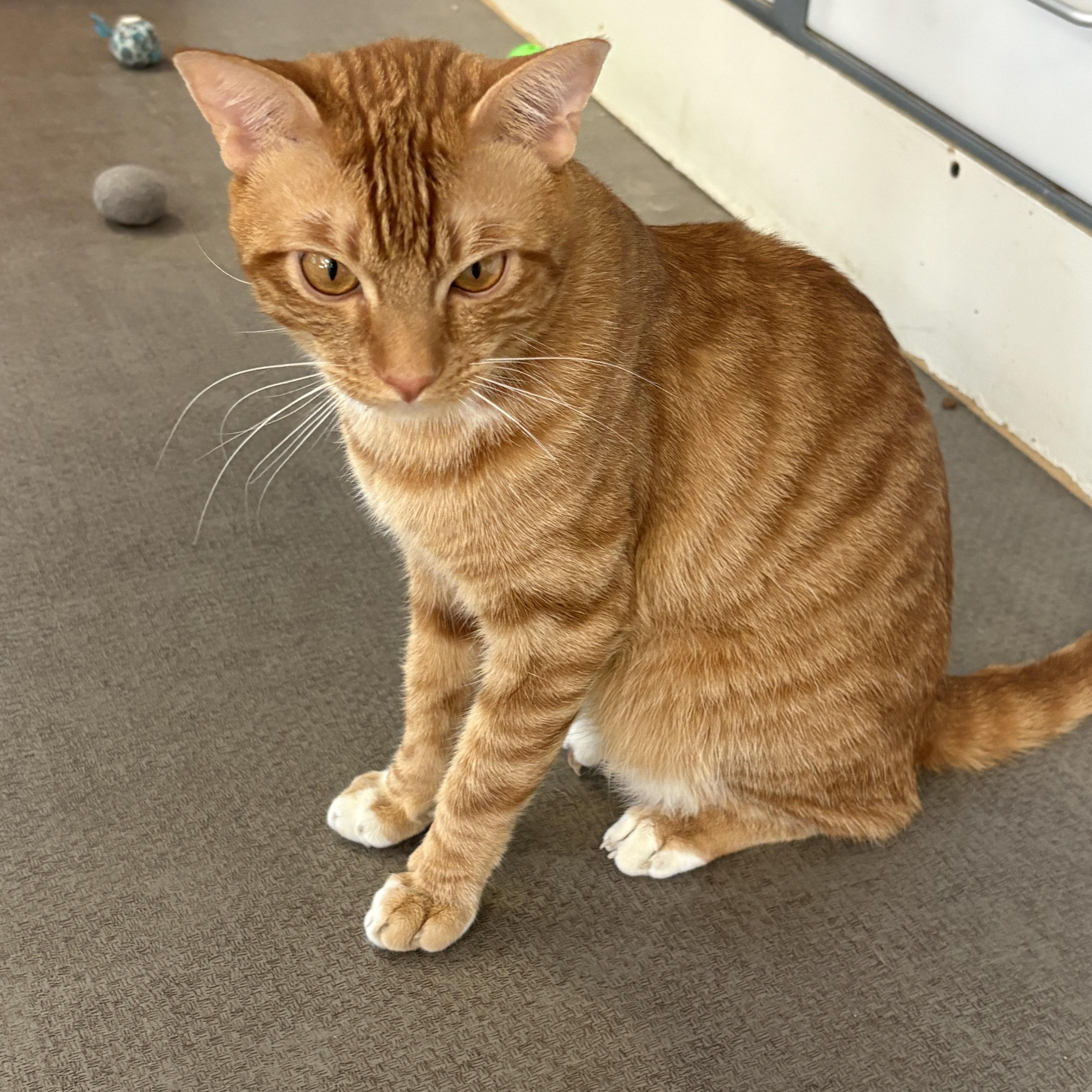 Mickey & Oliver, an adopted Domestic Short Hair in Grass Valley, CA image 3/3