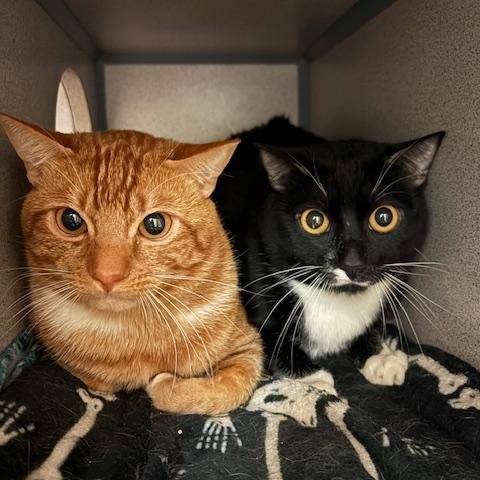 Mickey & Oliver, an adopted Domestic Short Hair in Grass Valley, CA image 1/3
