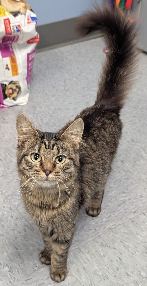 Enlarge Guava, a Adopted Domestic Long Hair in Evansville, IN image 1/1