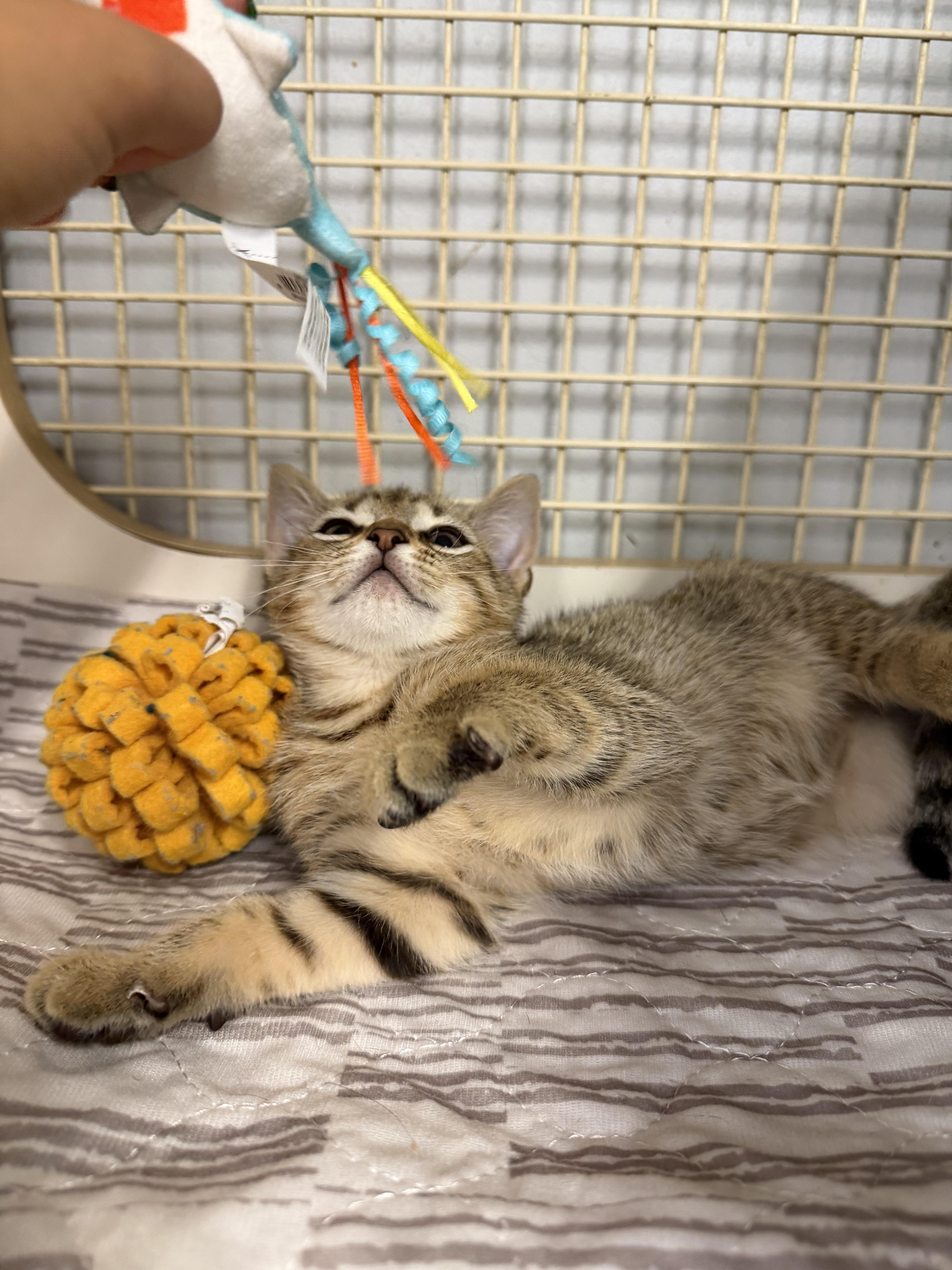 Sophia, ADOPTABLE, Kitten Female Domestic Short Hair & Abyssinian.