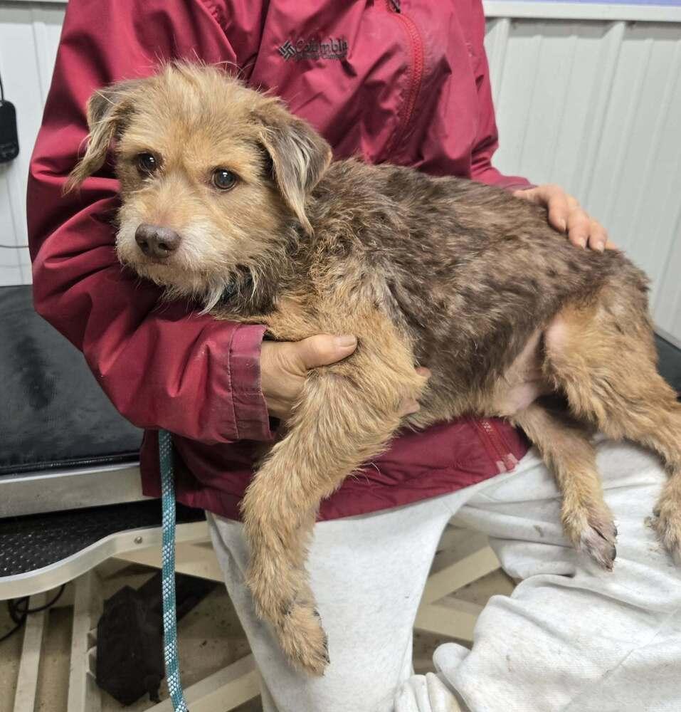 Brutie, Adoptable, Adult Male Terrier.