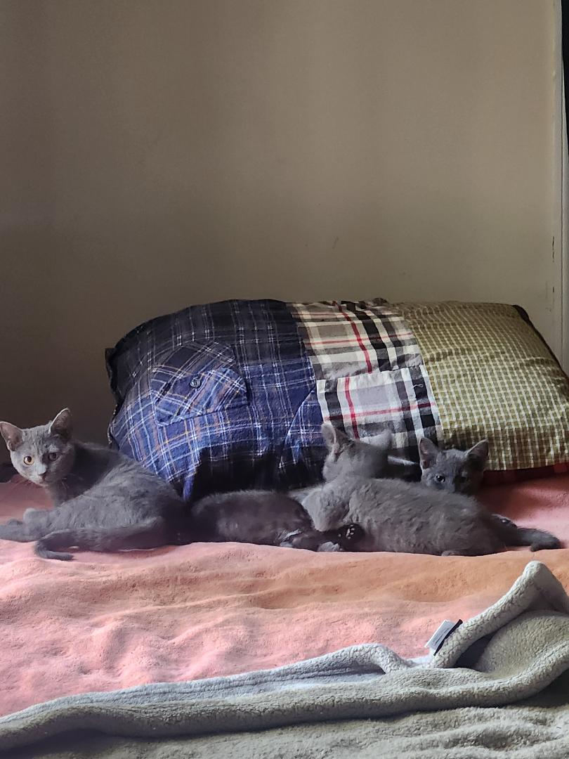 Enlarge Cinders, a Adoptable Domestic Short Hair in Hanover, PA image 3/4