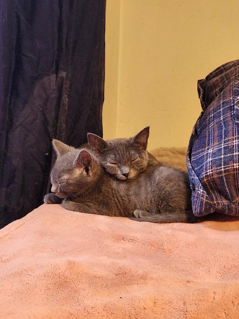 Enlarge Cinders, a Adoptable Domestic Short Hair in Hanover, PA image 2/4