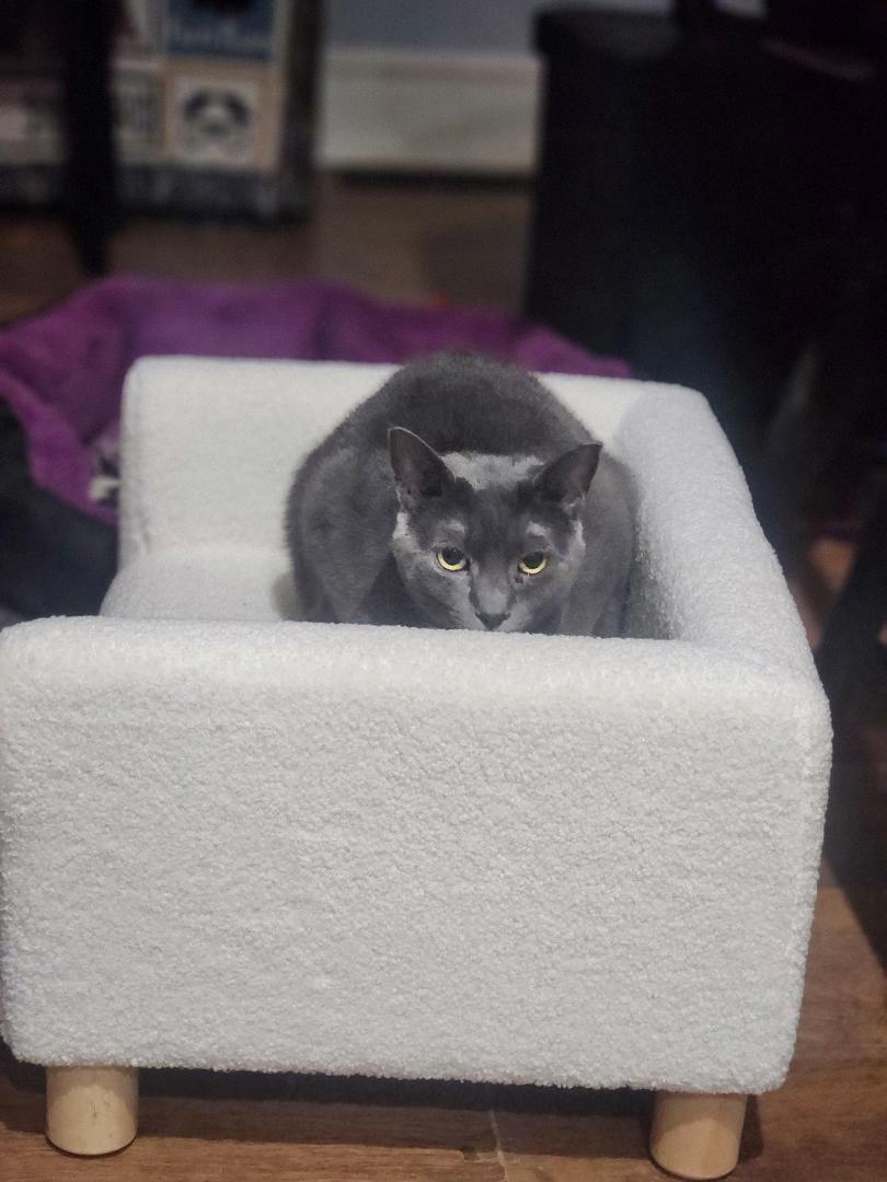 Cinders, Adoptable, Adult Female Domestic Short Hair.