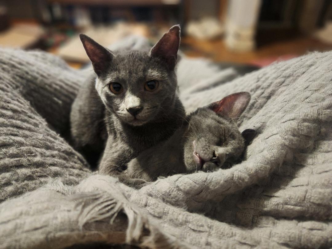 Enlarge Cinders, a Adoptable Domestic Short Hair in Hanover, PA image 1/4