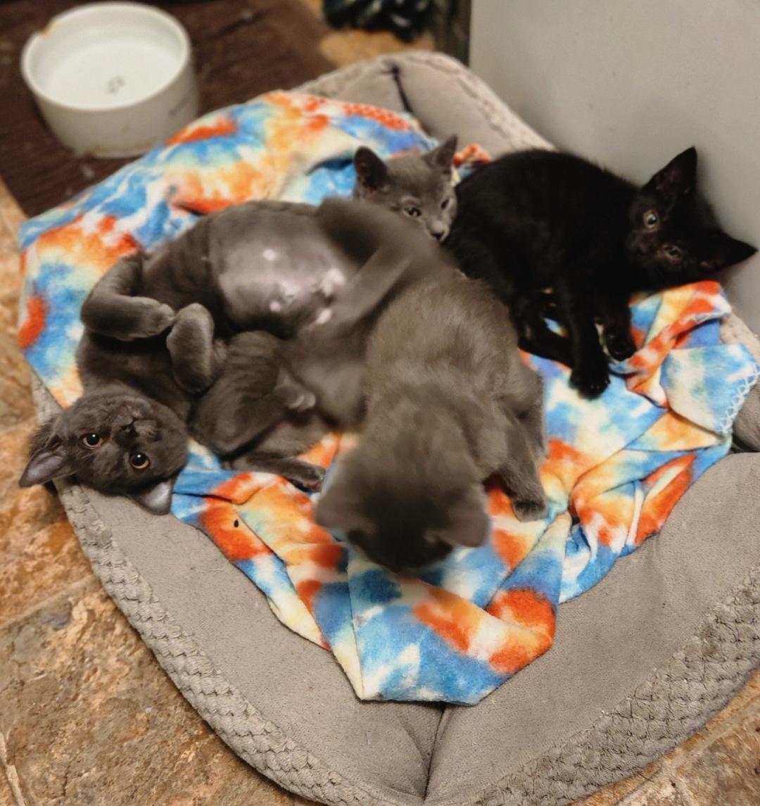 Enlarge Cinders, a Adoptable Domestic Short Hair in Hanover, PA image 4/4