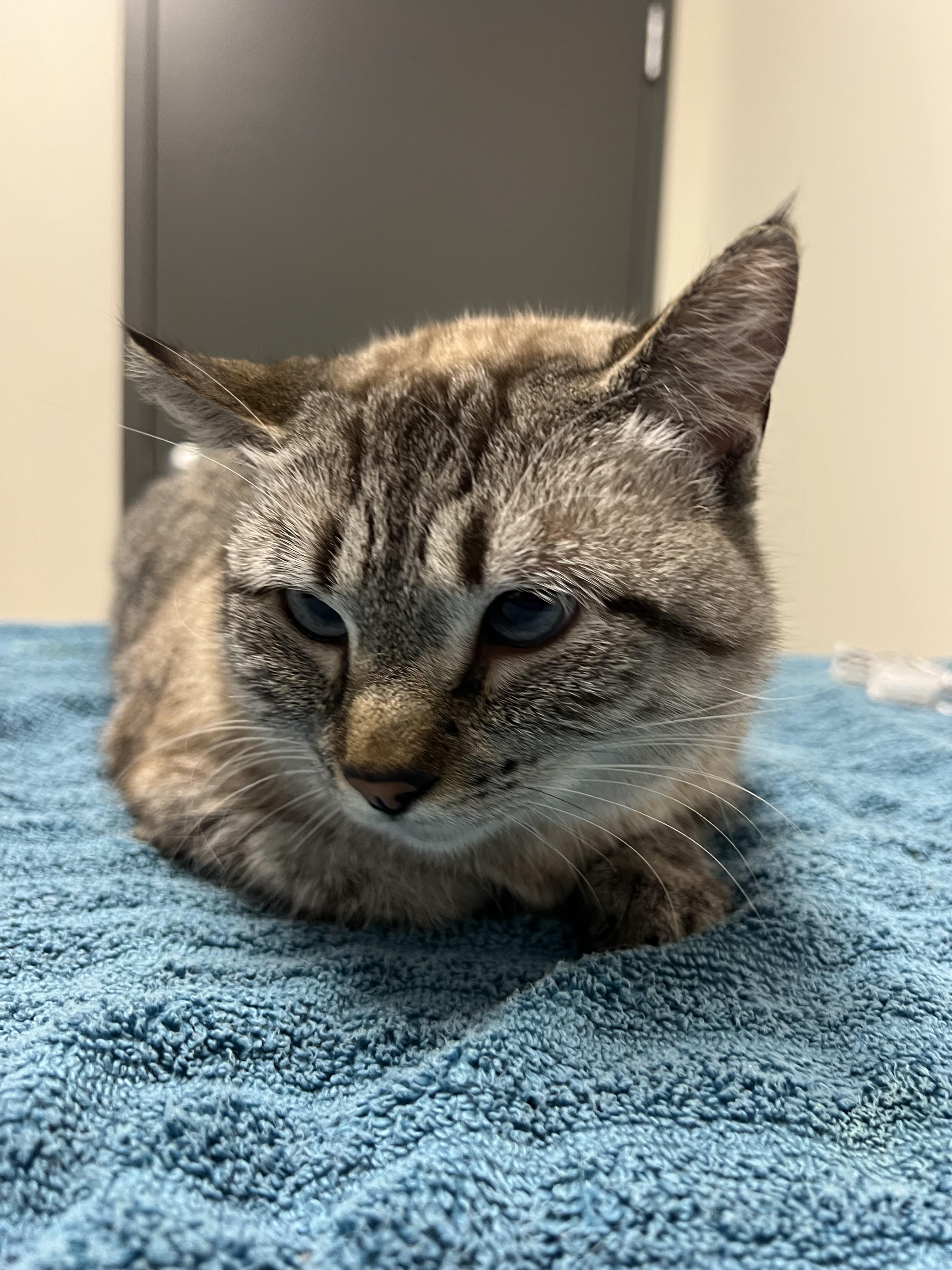 Enlarge Blossom, a Adoptable mixed breed in Chico, CA image 1/1