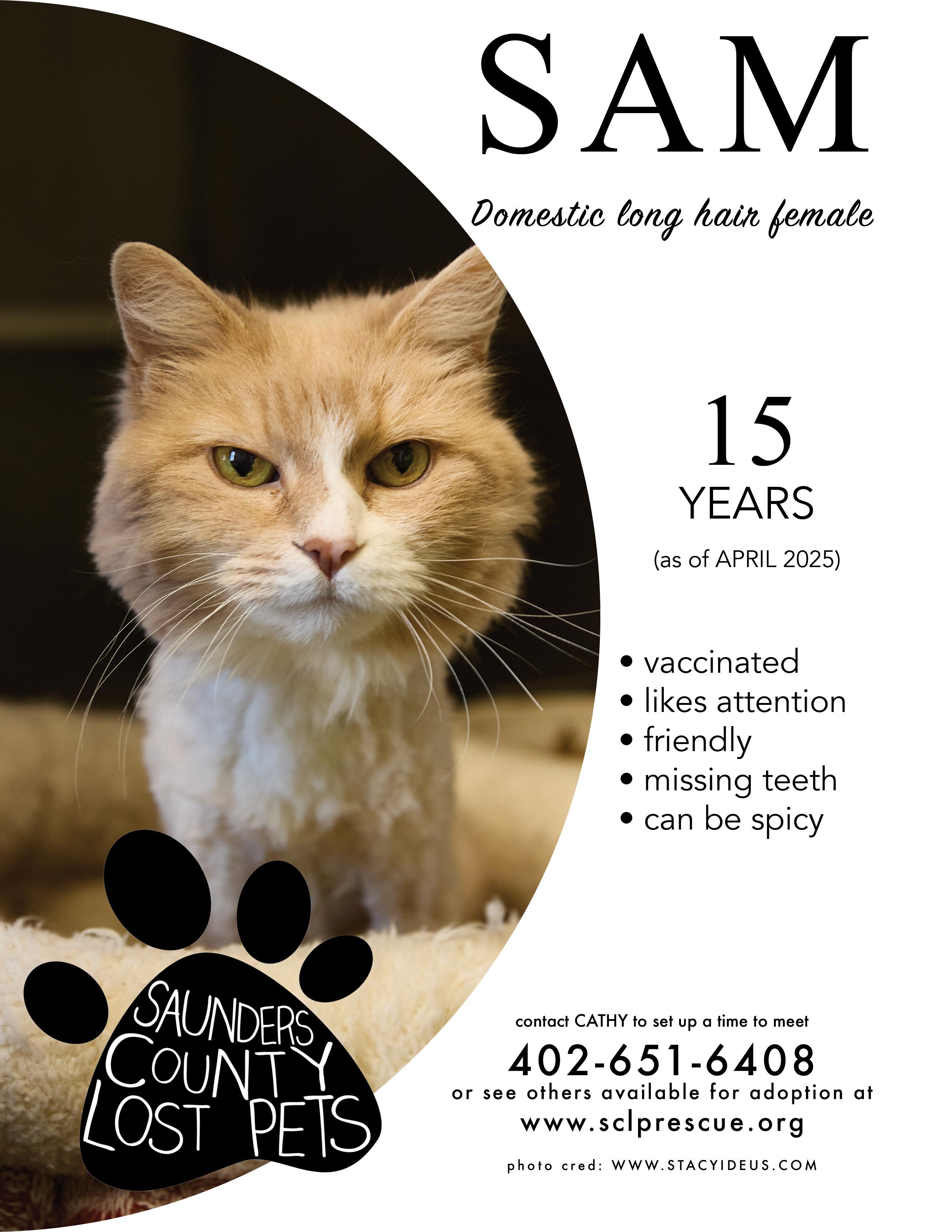 Sam, Senior Female Domestic Long Hair