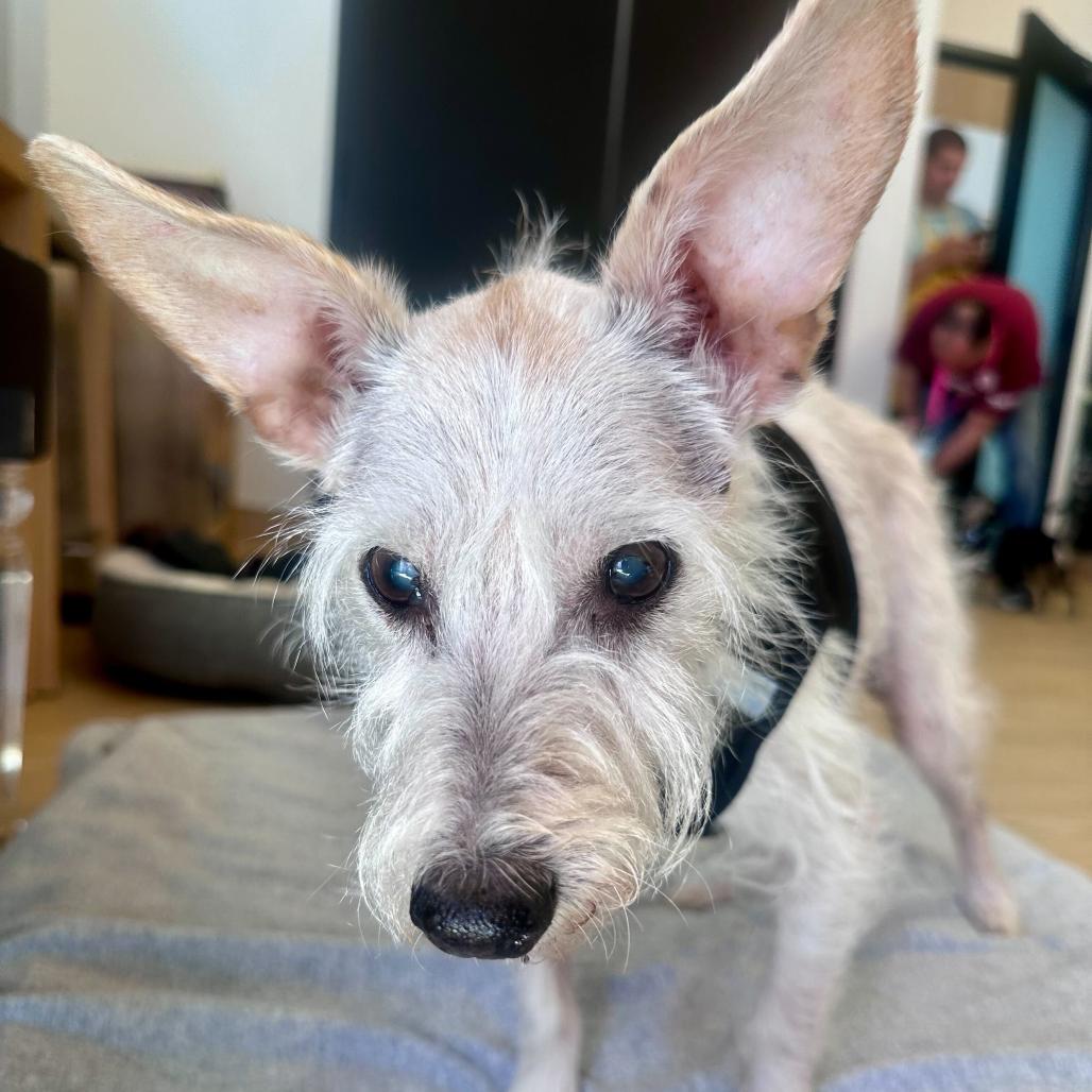 Dig It 13965, Adoptable, Senior Male Schnauzer.