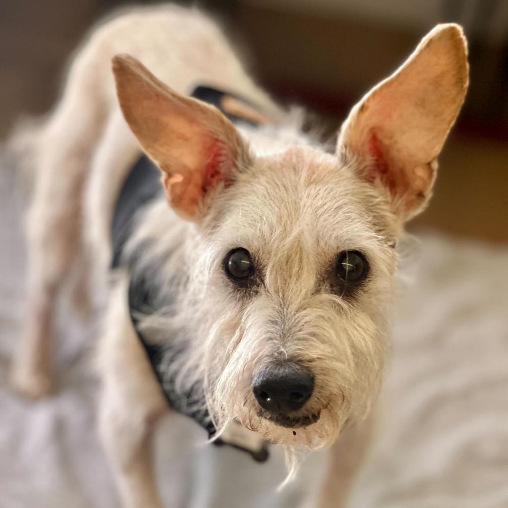 Enlarge Dig It 13965, a Adoptable Schnauzer in San Francisco, CA image 2/4