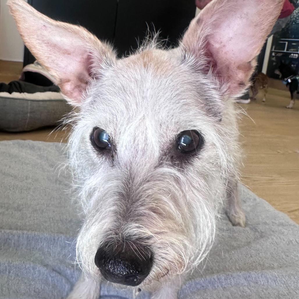 Enlarge Dig It 13965, a Adoptable Schnauzer in San Francisco, CA image 3/4
