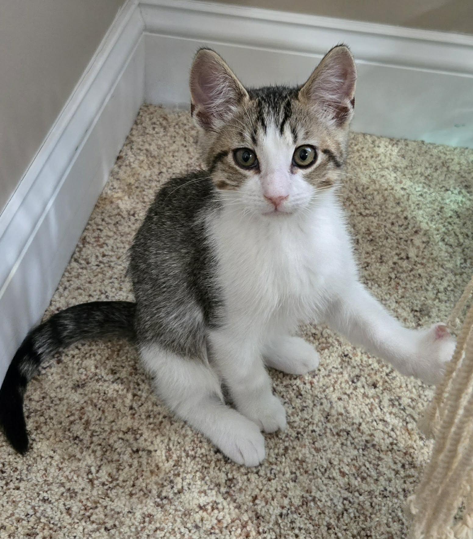 Enlarge Enchilada, a Adopted Domestic Short Hair in Saint Charles, MO image 2/2