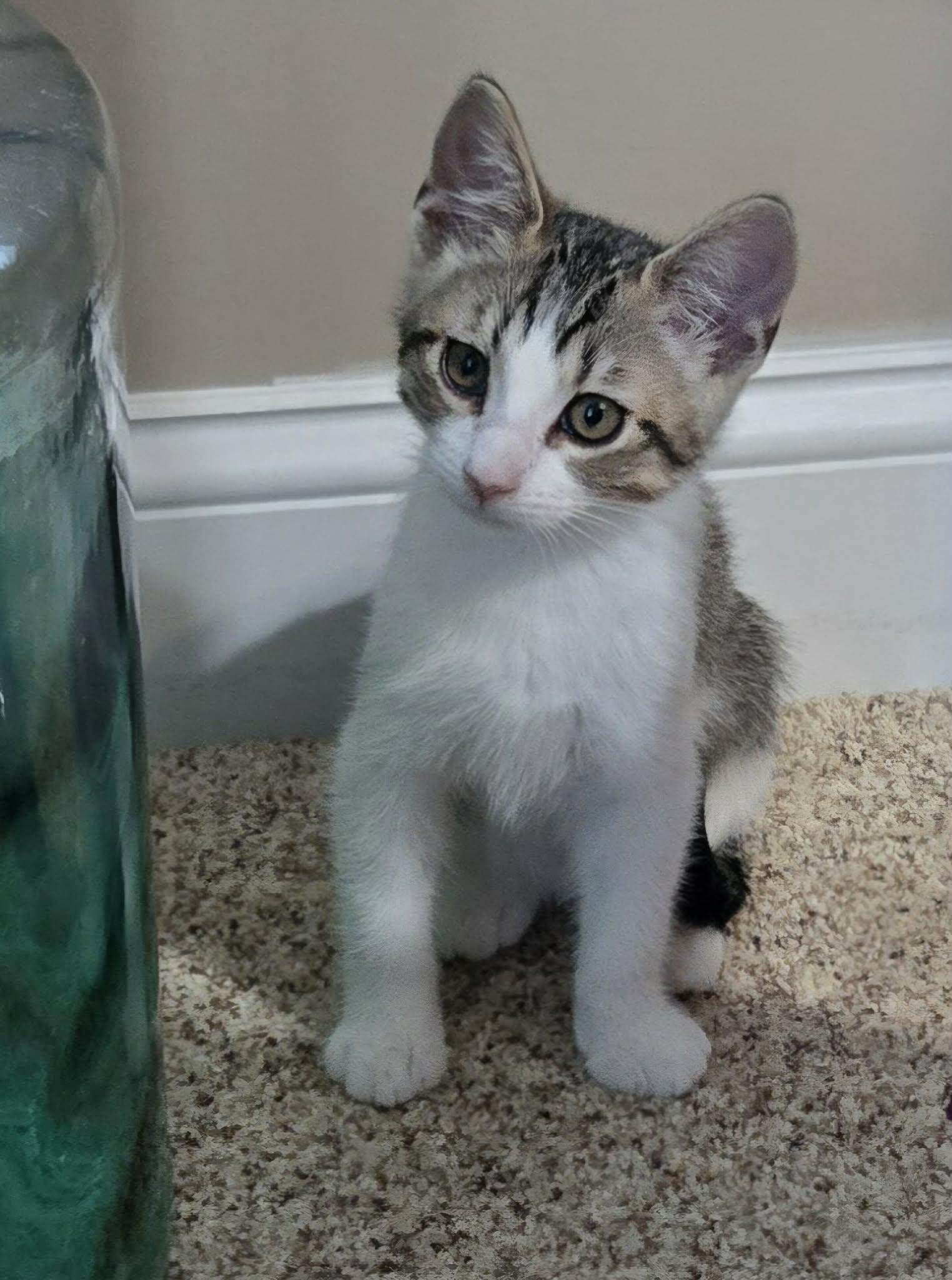 Enlarge Enchilada, a Adopted Domestic Short Hair in Saint Charles, MO image 1/2