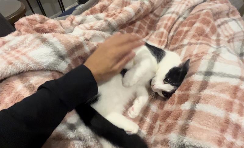 Cover Girl, a Adoptable mixed breed in Mahopac, NY image 3/5