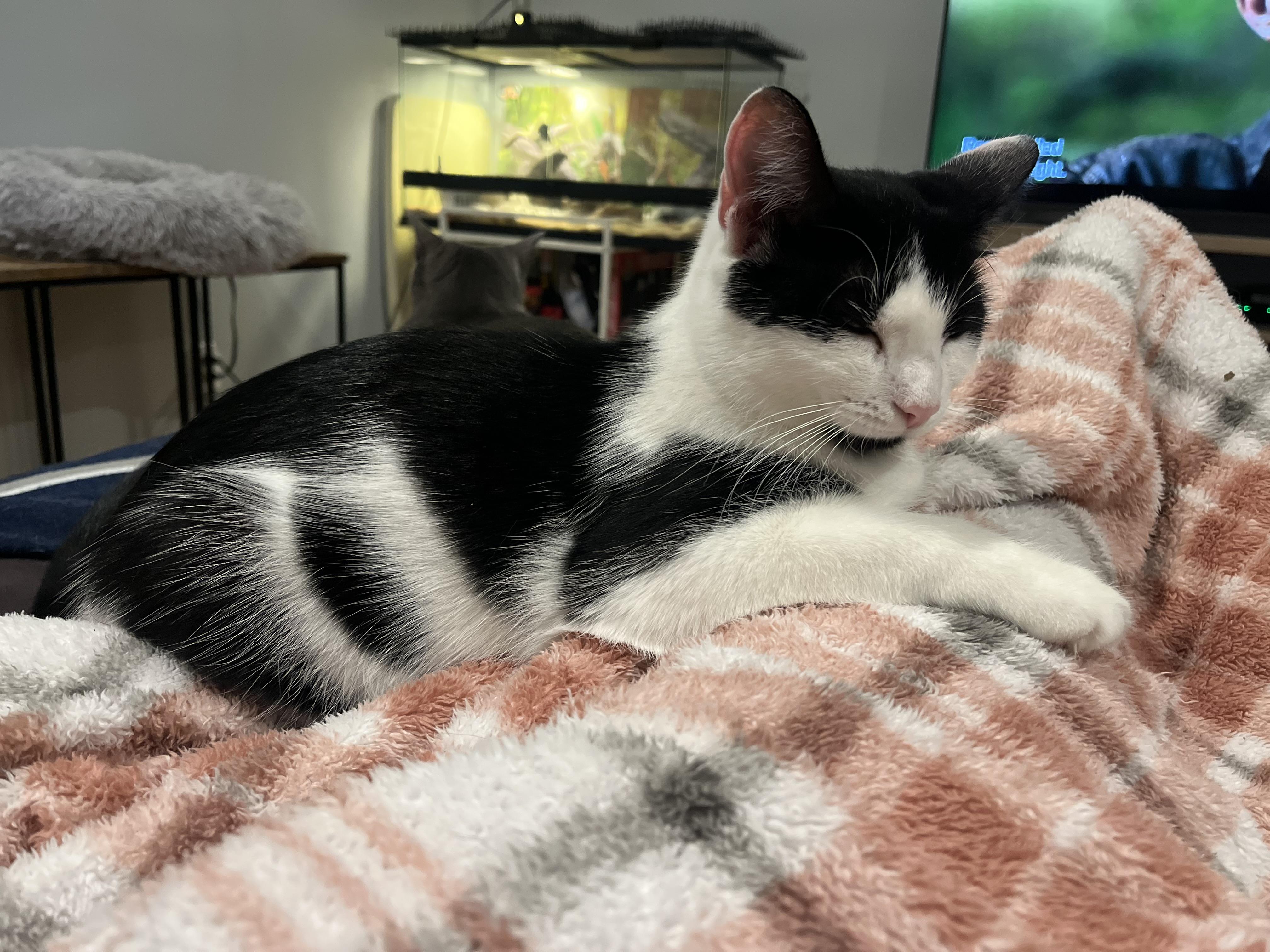 Cover Girl, a Adoptable mixed breed in Mahopac, NY image 5/5