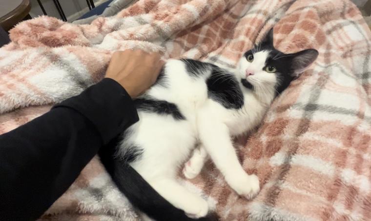 Cover Girl, Adoptable, Young Female Domestic Short Hair & American Shorthair.