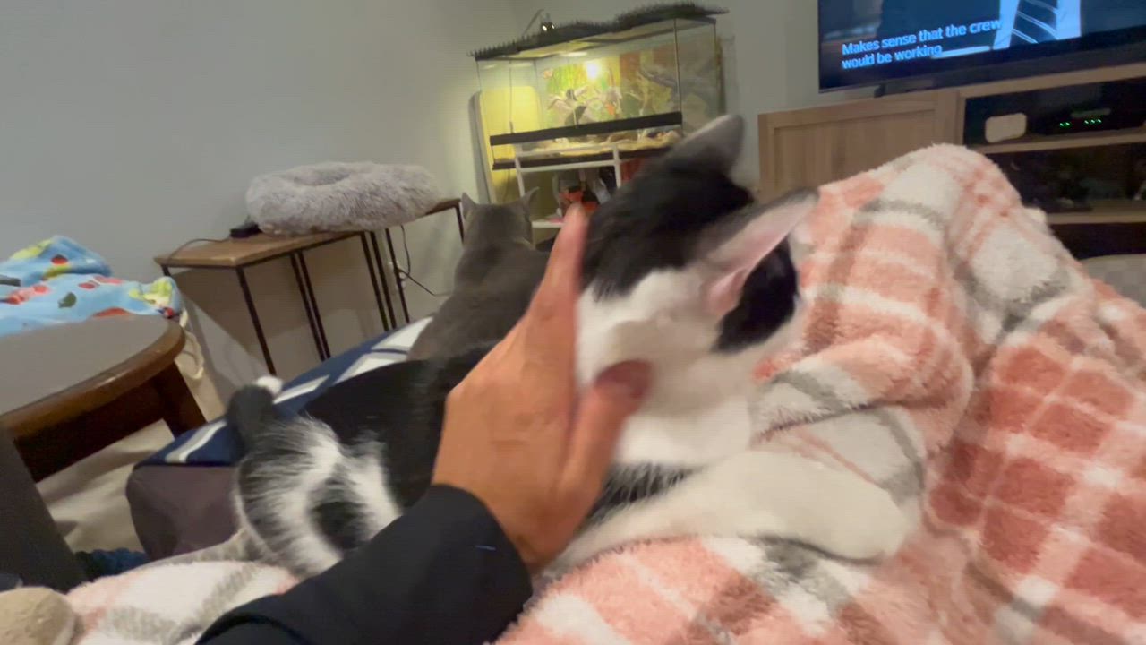 Enlarge Cover Girl, a Adoptable mixed breed in Mahopac, NY video 4/5