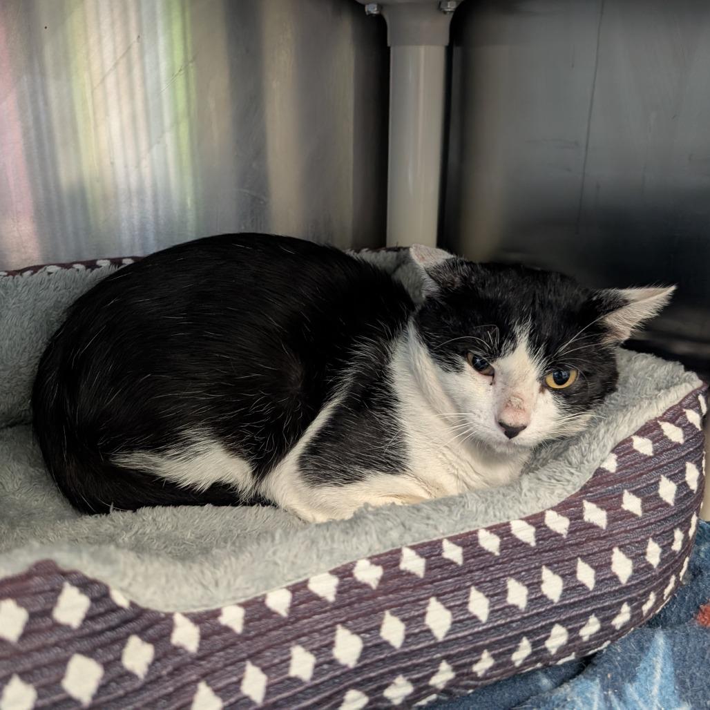 Mikey, Adoptable, Adult Male Domestic Short Hair.