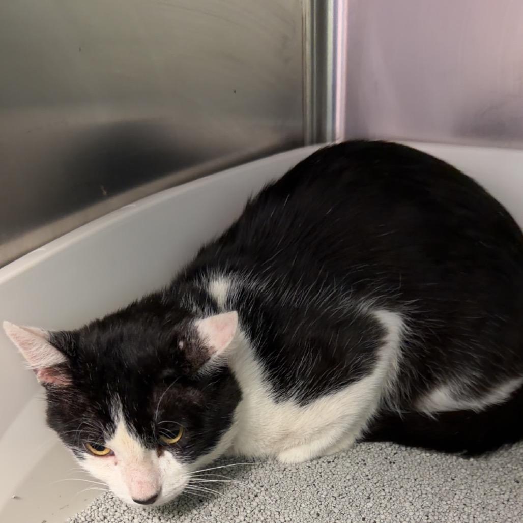Mikey, a Adoptable Domestic Short Hair in Emporia, KS image 2/2