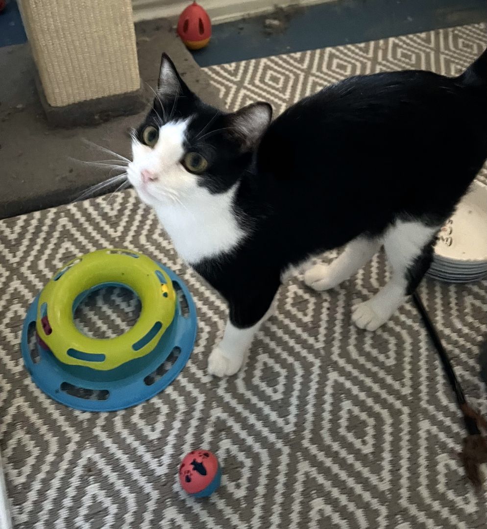 Gypsy, a Adoptable Domestic Short Hair in Mission Viejo, CA image 3/4