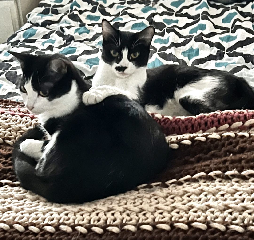 Gypsy, a Adoptable Domestic Short Hair in Mission Viejo, CA image 4/4