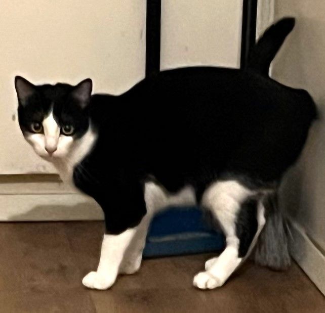 Gypsy, a Adoptable Domestic Short Hair in Mission Viejo, CA image 2/4