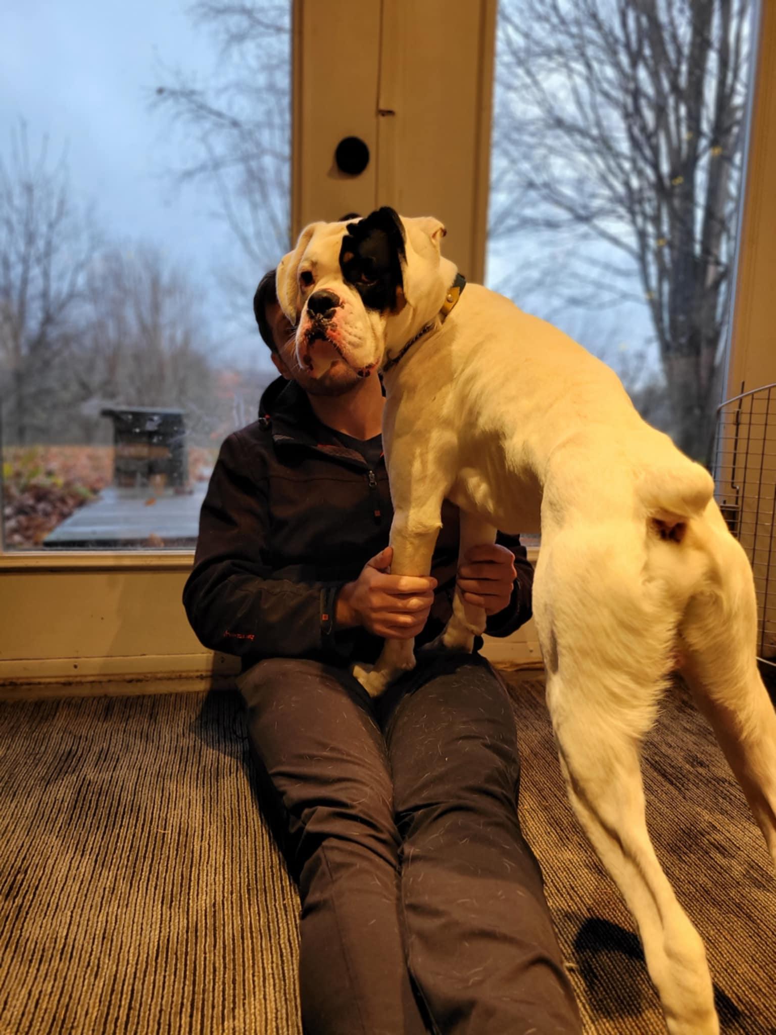 Edison, a Adopted Boxer in Hamilton, ON image 4/6