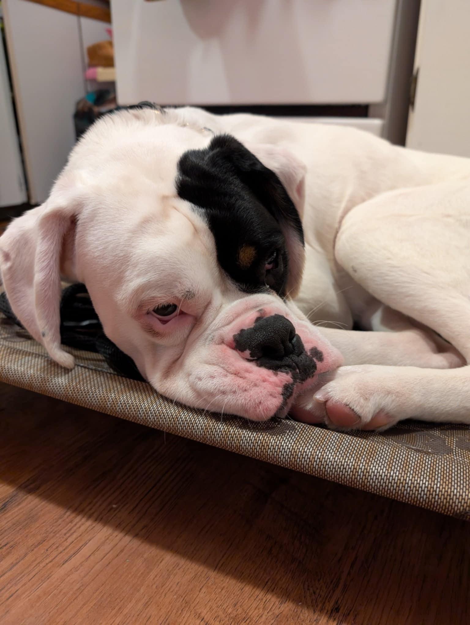 Edison, a Adopted Boxer in Hamilton, ON image 6/6