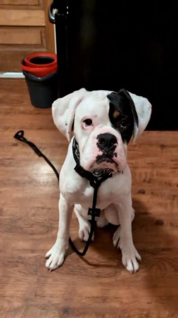 Edison, a Adopted Boxer in Hamilton, ON image 1/6