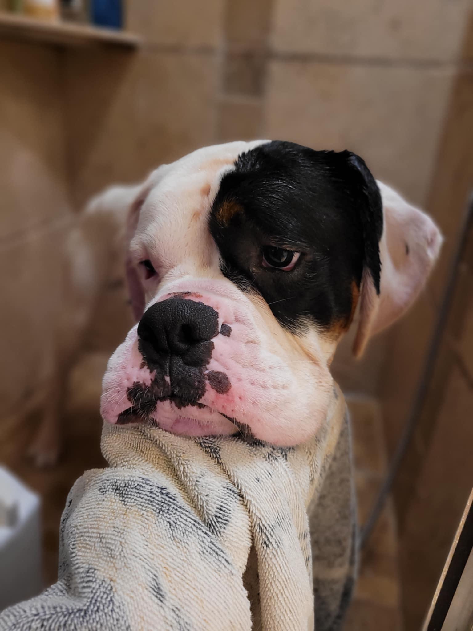 Edison, a Adopted Boxer in Hamilton, ON image 3/6